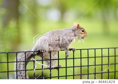 Squirrel in the Central Park, Manhattan, New York. Squirrels are one of the attractions of the Central Park. 86881829