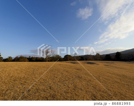 朝焼けの奈良公園飛火野と枯れた木 86881993
