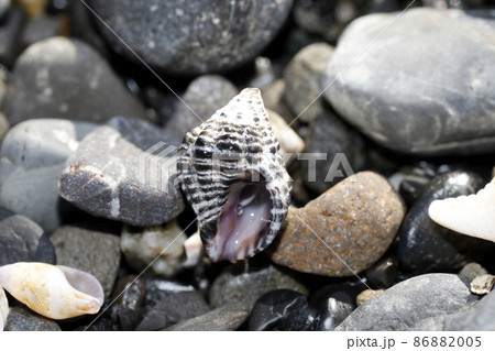 漂着物 イトマキレイシダマシ 漂着物 イトマキレイシダマシ 86882005