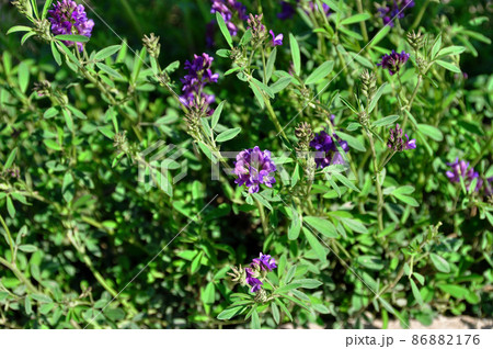 中国　青海省、拉鶏峠に咲くマメ科ウマゴヤシ属Astragalus strictussme 86882176