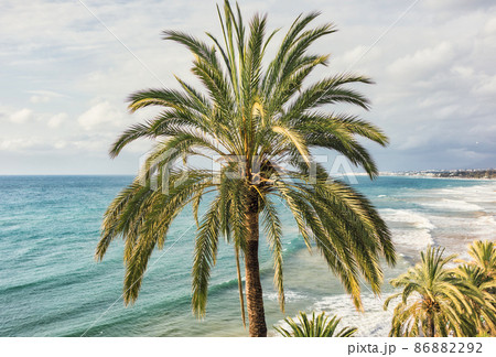 close up of palm tree 86882292