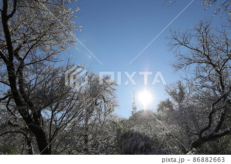 一夜明けた青空と雪景色(神奈川県平塚市湘南平) 一夜明けた青空と雪景色(神奈川県平塚市湘南平) 86882663
