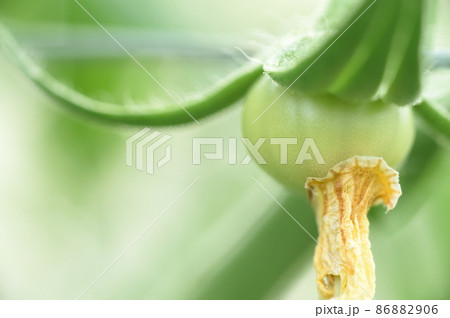 野菜 86882906