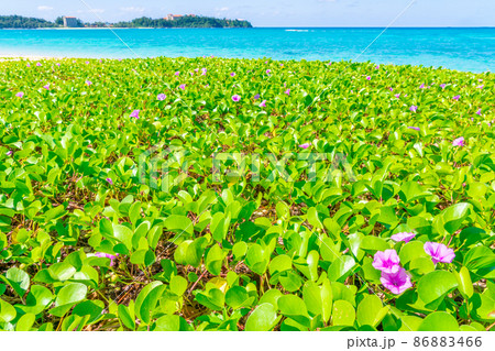 ハマヒルガオと沖縄の海 86883466