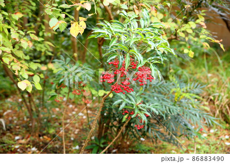 マンリョウの実 86883490