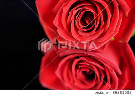 漆黒の中の薔薇の花13 漆黒の中の薔薇の花13 86883682