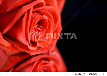 漆黒の中の薔薇の花11 漆黒の中の薔薇の花11 86883684