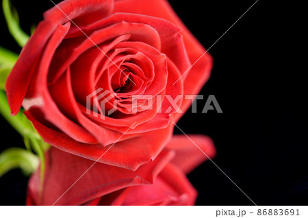 漆黒の中の薔薇の花4 86883691