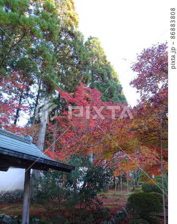 京都の紅葉をめぐる　一休寺編 86883808
