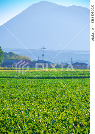 春早朝　赤城山方面　トウモロコシ畑と鍋割山麓　畜産試験場交差点付近からの風景　　　 86884010
