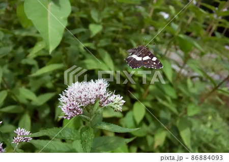 サカハチチョウの飛翔（北海道・層雲峡） 86884093