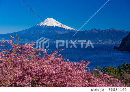 （静岡県）河津桜咲く西伊豆井田から、海越しの富士山 86884145