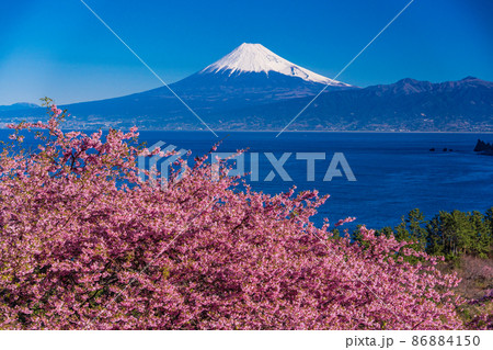 （静岡県）河津桜咲く西伊豆井田から、海越しの富士山 86884150