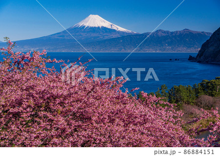 （静岡県）河津桜咲く西伊豆井田から、海越しの富士山 86884151