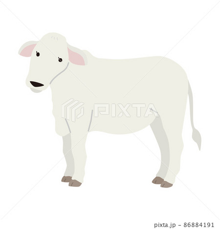 白牛のイラスト 白牛のイラスト 86884191