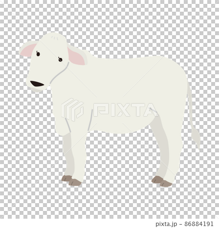 白牛のイラスト 白牛のイラスト 86884191