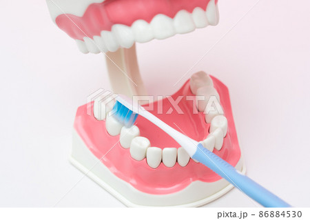 歯の模型と歯ブラシ 歯の模型と歯ブラシ 86884530