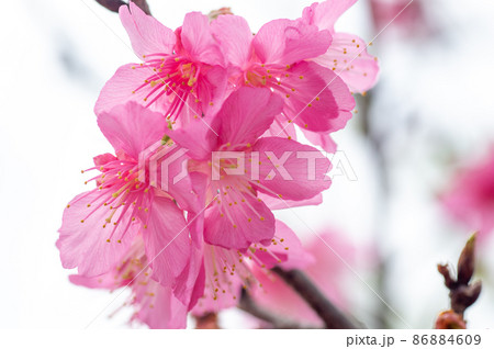 沖縄の緋寒桜 86884609