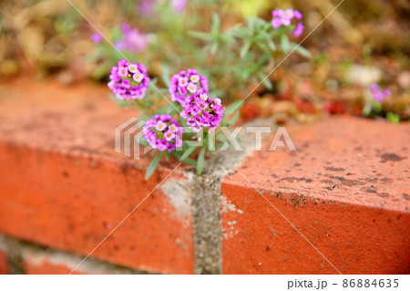 アリッサムの花 アリッサムの花 86884635