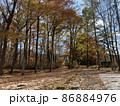 森の紅葉 86884976