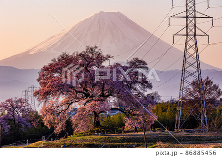 【山梨県】わに塚の桜（わにづかのさくら）と富士山　夜明け 86885456