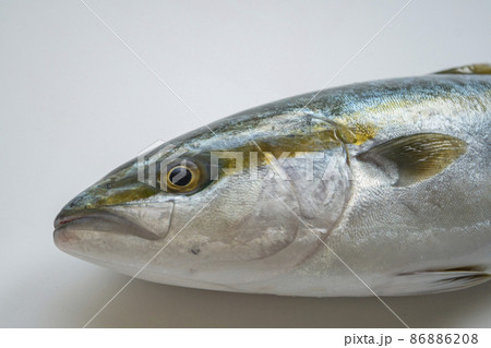 ブリ 鰤 イナダ ワラサ 魚 冬 寒ブリ 海鮮 魚 白バック ブリ 鰤 イナダ ワラサ 魚 冬 寒ブリ 海鮮 魚 白バック 86886208