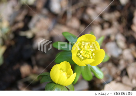 今年も咲き始めたキバナセツブンソウ(黄花節分草) 今年も咲き始めたキバナセツブンソウ(黄花節分草) 86886209