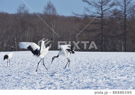 群れの中で踊るタンチョウ（北海道・鶴居） 86886399