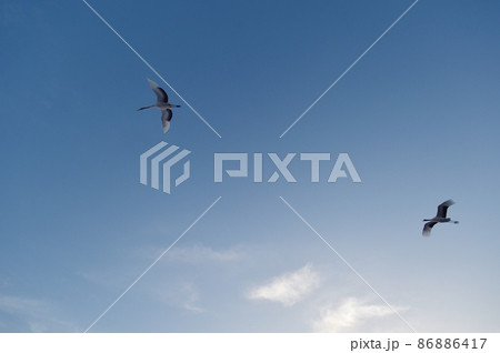 青空を飛ぶ二羽のタンチョウ（北海道・鶴居） 86886417