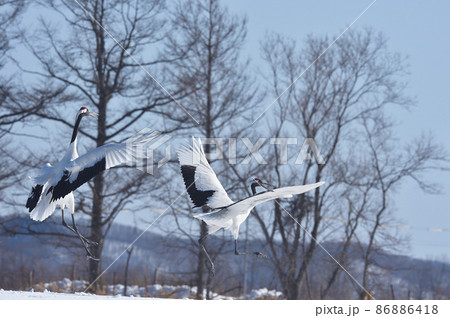タンチョウのダンス（北海道・鶴居） 86886418