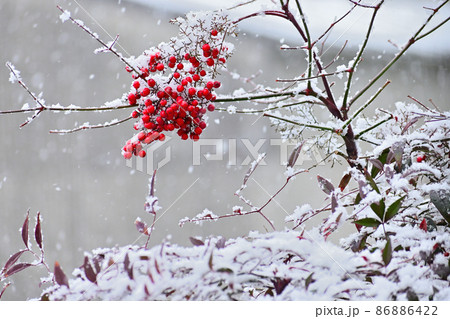 雪の日の南天 雪の日の南天 86886422