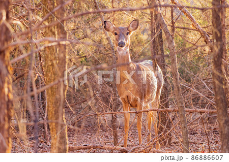 Closeup shot of White-tailed deer in a forest 86886607