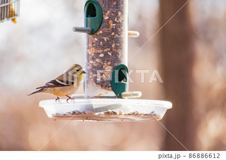 Close up shot of a American goldfinch on feeder Close up shot of a American goldfinch on feeder 86886612
