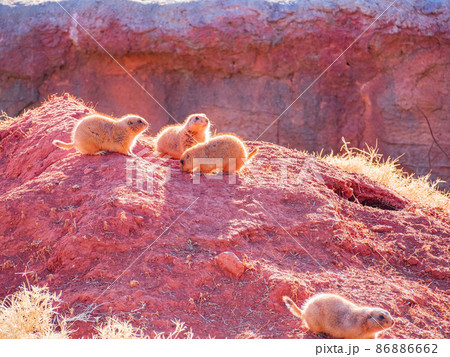 Close up shot of Prairie dog family 86886662