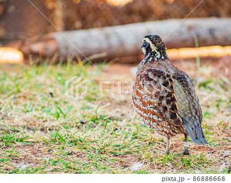 Close up shot of Northern Bobwhite 86886668