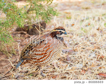 Close up shot of Northern Bobwhite Close up shot of Northern Bobwhite 86886669