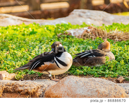 Close up shoot of Bufflehead 86886670