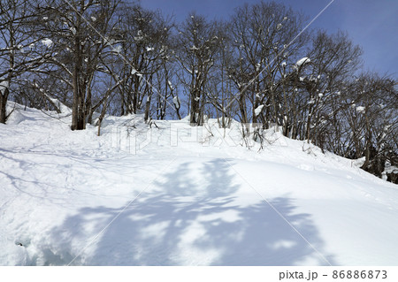 豪雪地の樹林、落葉樹林とスギの木の影　福島県只見町 86886873