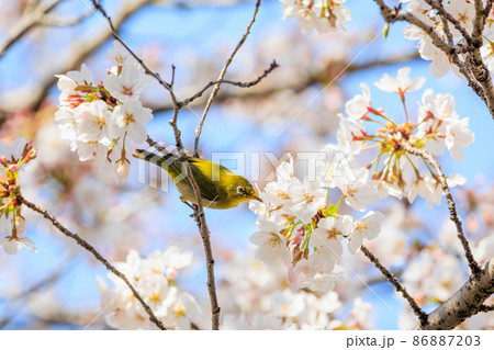 春の桜とメジロ 春の桜とメジロ 86887203