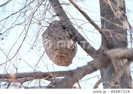 木の上につくられた大きなスズメバチの巣の写真素材 [86887328] - PIXTA