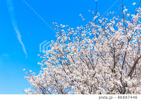 青空飛行機雲と桜 86887446