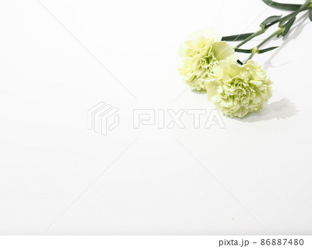 白のカーネーション 母の日のプレゼント 白のカーネーション 母の日のプレゼント 86887480