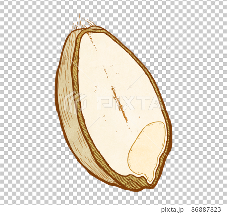 Cross section of wheat_color 86887823