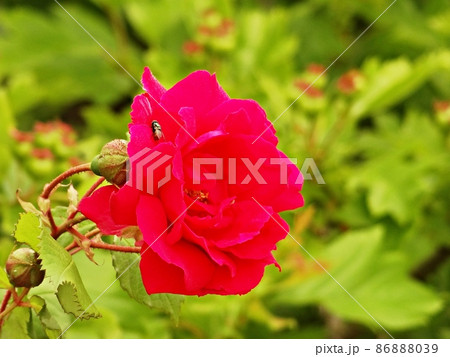 バラ 春 バラの花 86888039
