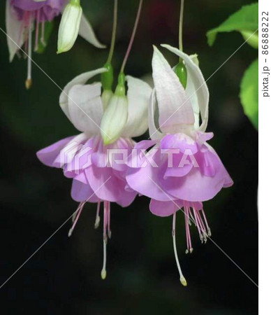 美しいフクシアの花 *縦長長方形構図 美しいフクシアの花 *縦長長方形構図 86888222