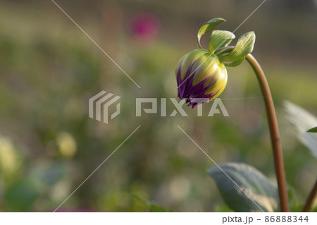 Beautiful Pink Color flower Buds with Blurry Background. Spring flower bud. dahlia flower bud Natural view. 86888344