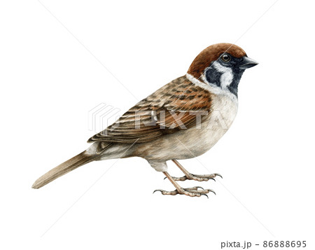 Sparrow bird watercolor illustration. Common house sparrow realistic illustration. Passer montanus avian. Common city, village, backyard and forest small bird. Sparrow on white background 86888695