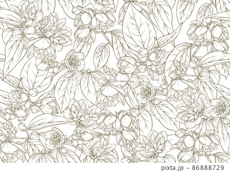 Jasmine Seamless pattern, background. Vector illustration. 86888729