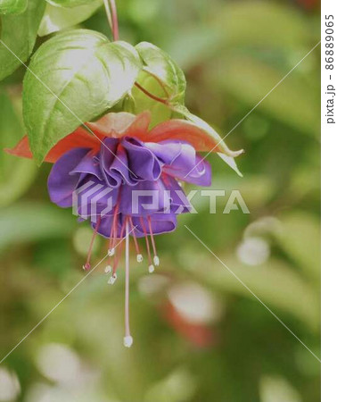美しいフクシアの花 *縦長長方形構図 美しいフクシアの花 *縦長長方形構図 86889065