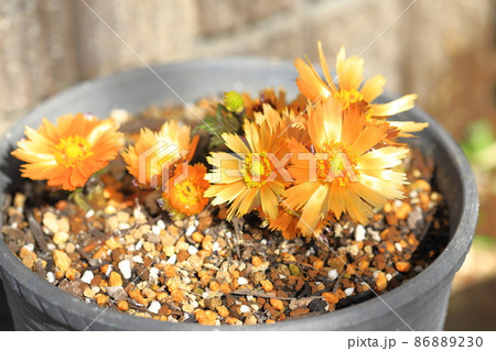 花弁に切れ込みが入ったオレンジ色の福寿草(フクジュソウ)の花 花弁に切れ込みが入ったオレンジ色の福寿草(フクジュソウ)の花 86889230